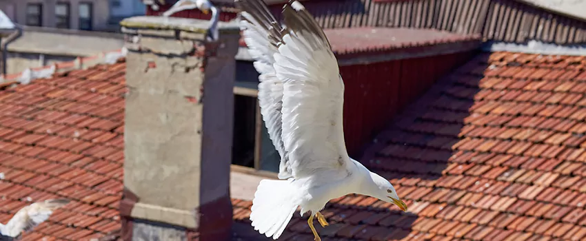 Residential Chimney Animal Removal Solution in Johnston, IA